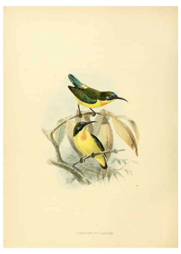 Reproducción/Reproduction 6431096569: A monograph of the Nectariniidae, or, Family of sun-birds London :Published by the author,1876-1880