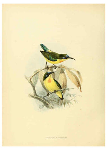 Reproducción/Reproduction 6431096569: A monograph of the Nectariniidae, or, Family of sun-birds London :Published by the author,1876-1880