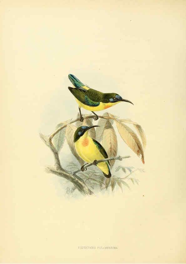 Reproducción/Reproduction 6431096569: A monograph of the Nectariniidae, or, Family of sun-birds London :Published by the author,1876-1880