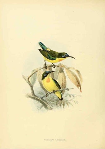 Reproducción/Reproduction 6431096569: A monograph of the Nectariniidae, or, Family of sun-birds London :Published by the author,1876-1880