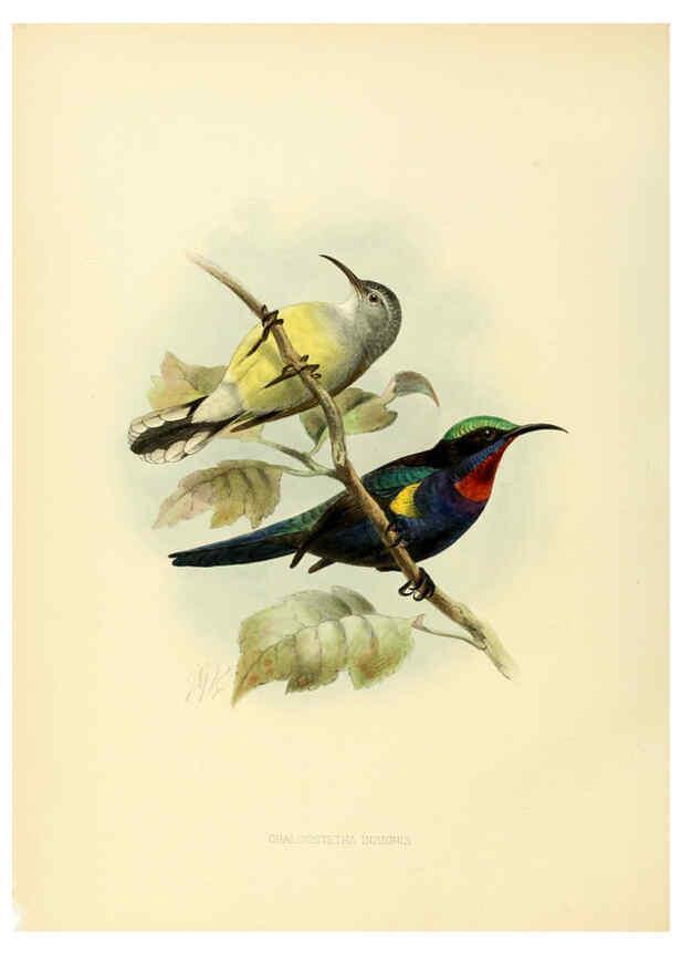 Reproducción/Reproduction 6431097061: A monograph of the Nectariniidae, or, Family of sun-birds London :Published by the author,1876-1880