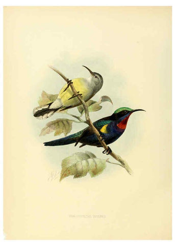 Reproducción/Reproduction 6431097061: A monograph of the Nectariniidae, or, Family of sun-birds London :Published by the author,1876-1880
