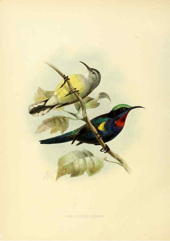 Reproducción/Reproduction 6431097061: A monograph of the Nectariniidae, or, Family of sun-birds London :Published by the author,1876-1880