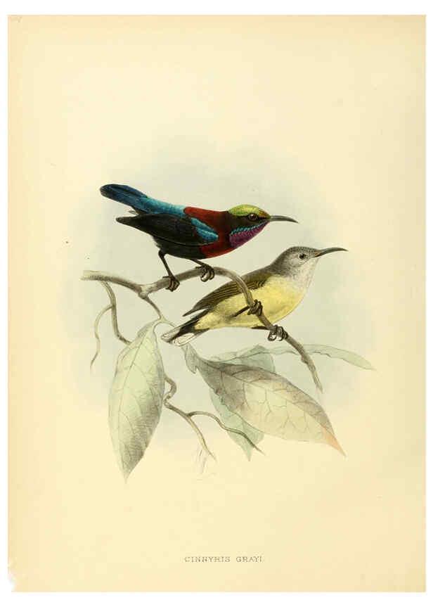 Reproducción/Reproduction 6431097365: A monograph of the Nectariniidae, or, Family of sun-birds London :Published by the author,1876-1880