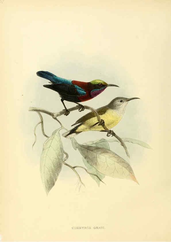 Reproducción/Reproduction 6431097365: A monograph of the Nectariniidae, or, Family of sun-birds London :Published by the author,1876-1880