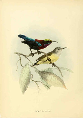 Reproducción/Reproduction 6431097365: A monograph of the Nectariniidae, or, Family of sun-birds London :Published by the author,1876-1880