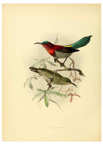 Reproducción/Reproduction 6431094957: A monograph of the Nectariniidae, or, Family of sun-birds London :Published by the author,1876-1880