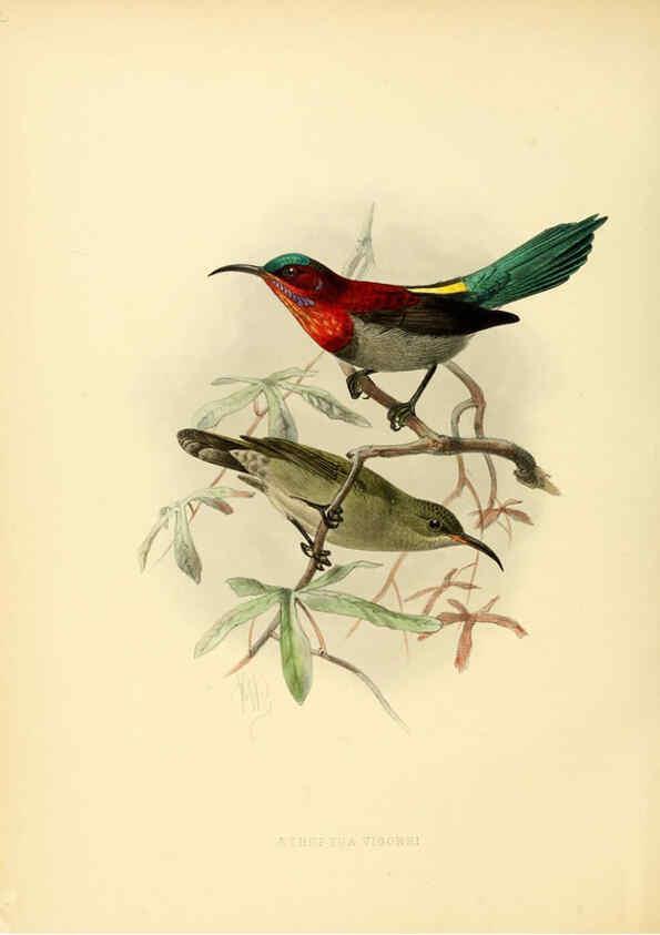 Reproducción/Reproduction 6431094957: A monograph of the Nectariniidae, or, Family of sun-birds London :Published by the author,1876-1880