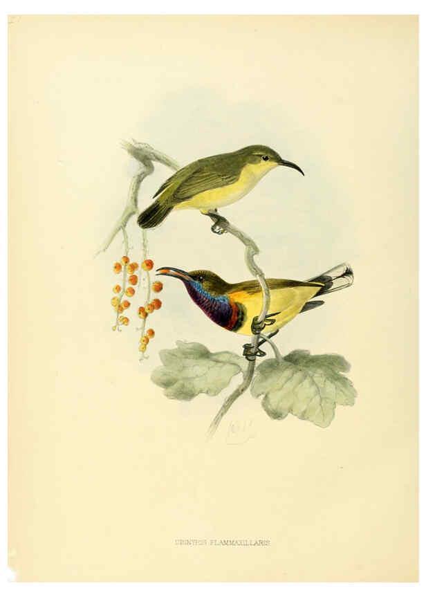 Reproducción/Reproduction 6431104065: A monograph of the Nectariniidae, or, Family of sun-birds London :Published by the author,1876-1880
