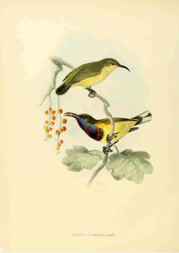 Reproducción/Reproduction 6431104065: A monograph of the Nectariniidae, or, Family of sun-birds London :Published by the author,1876-1880