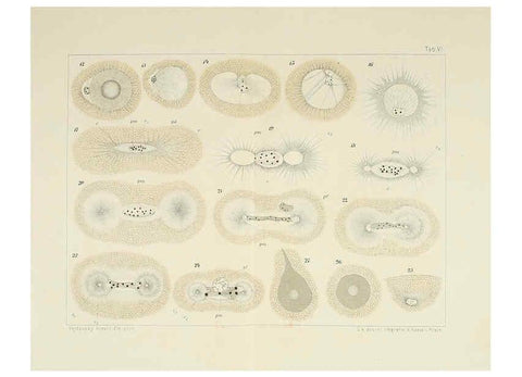 Reproducción/Reproduction 6430782393: Entwicklungsgeschichtliche untersuchungen. atlas. Prag,J. Otto,1888-1892