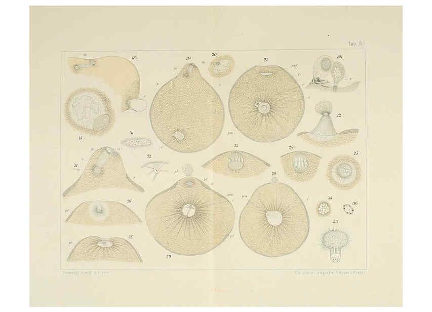 Reproducción/Reproduction 6430781681: Entwicklungsgeschichtliche untersuchungen. atlas. Prag,J. Otto,1888-1892