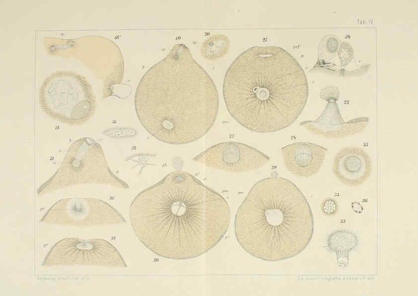 Reproducción/Reproduction 6430781681: Entwicklungsgeschichtliche untersuchungen. atlas. Prag,J. Otto,1888-1892