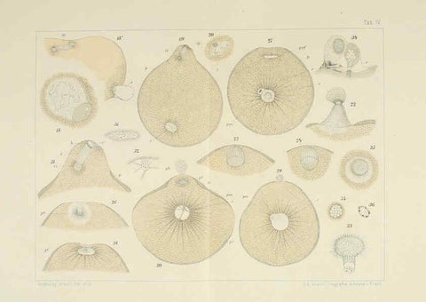 Reproducción/Reproduction 6430781681: Entwicklungsgeschichtliche untersuchungen. atlas. Prag,J. Otto,1888-1892