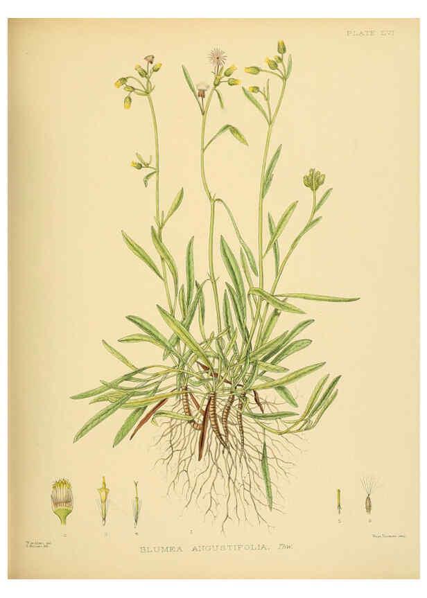 Reproducción/Reproduction 6430651741: A hand-book to the flora of Ceylon. atlas. London :Dulau,1893-1931