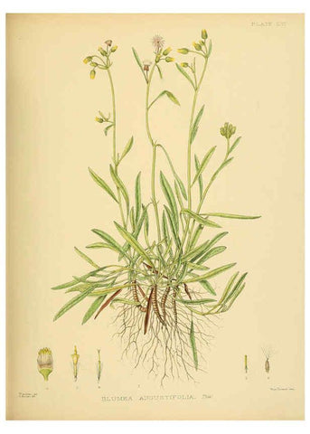 Reproducción/Reproduction 6430651741: A hand-book to the flora of Ceylon. atlas. London :Dulau,1893-1931