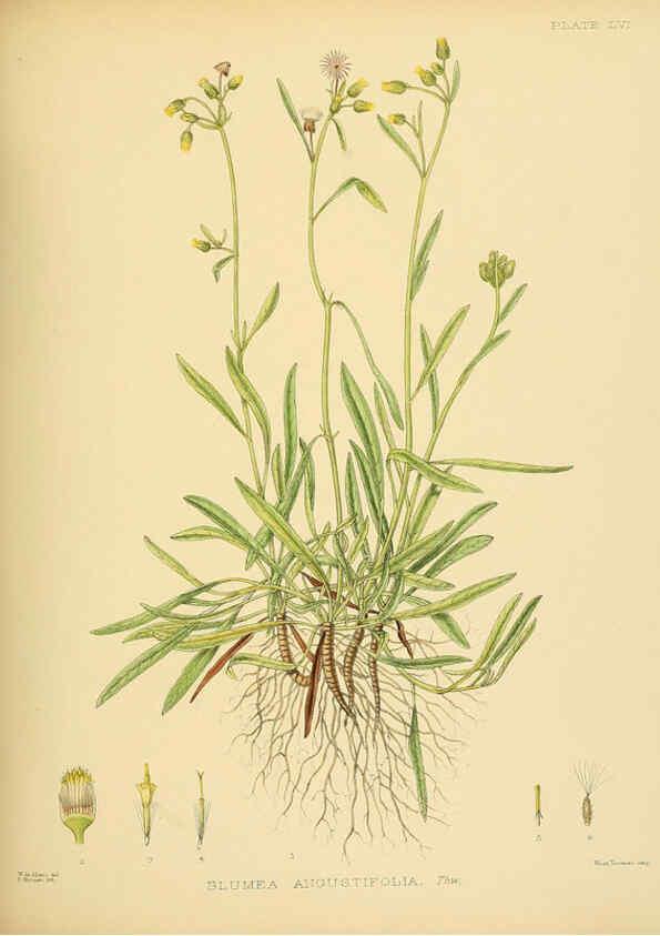 Reproducción/Reproduction 6430651741: A hand-book to the flora of Ceylon. atlas. London :Dulau,1893-1931