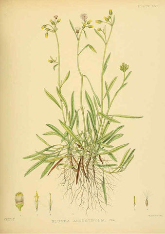 Reproducción/Reproduction 6430651741: A hand-book to the flora of Ceylon. atlas. London :Dulau,1893-1931