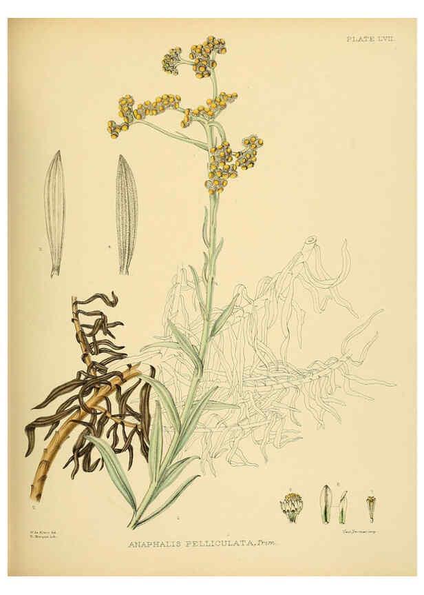 Reproducción/Reproduction 6430652049: A hand-book to the flora of Ceylon. atlas. London :Dulau,1893-1931