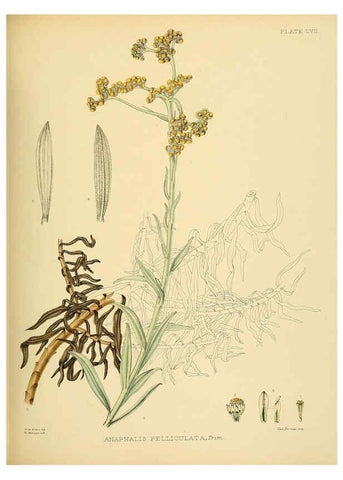 Reproducción/Reproduction 6430652049: A hand-book to the flora of Ceylon. atlas. London :Dulau,1893-1931