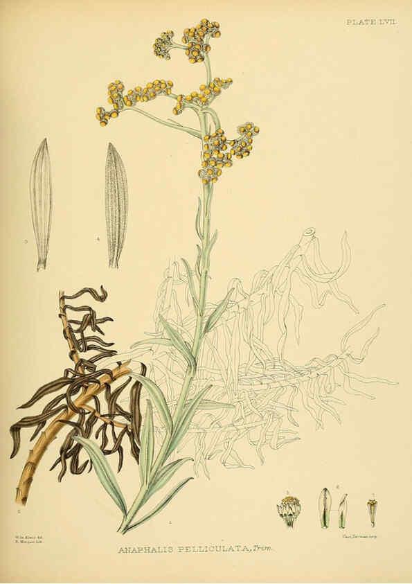 Reproducción/Reproduction 6430652049: A hand-book to the flora of Ceylon. atlas. London :Dulau,1893-1931