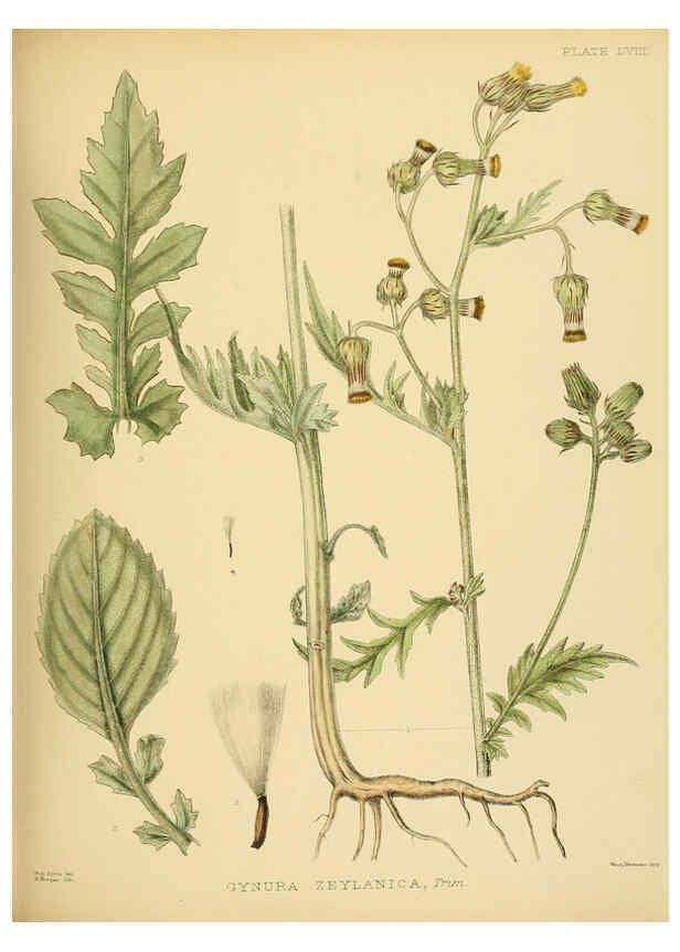 Reproducción/Reproduction 6430652339: A hand-book to the flora of Ceylon. atlas. London :Dulau,1893-1931