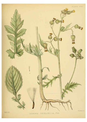 Reproducción/Reproduction 6430652339: A hand-book to the flora of Ceylon. atlas. London :Dulau,1893-1931