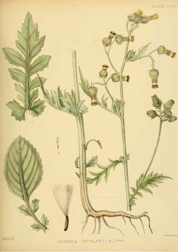 Reproducción/Reproduction 6430652339: A hand-book to the flora of Ceylon. atlas. London :Dulau,1893-1931