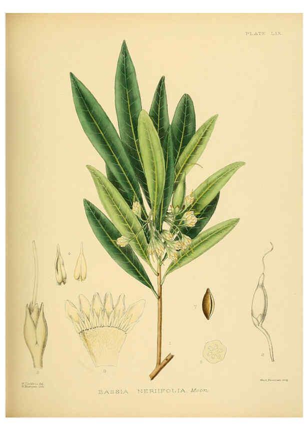 Reproducción/Reproduction 6430652629: A hand-book to the flora of Ceylon. atlas. London :Dulau,1893-1931