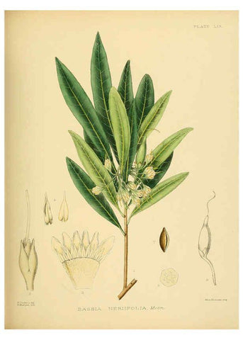 Reproducción/Reproduction 6430652629: A hand-book to the flora of Ceylon. atlas. London :Dulau,1893-1931