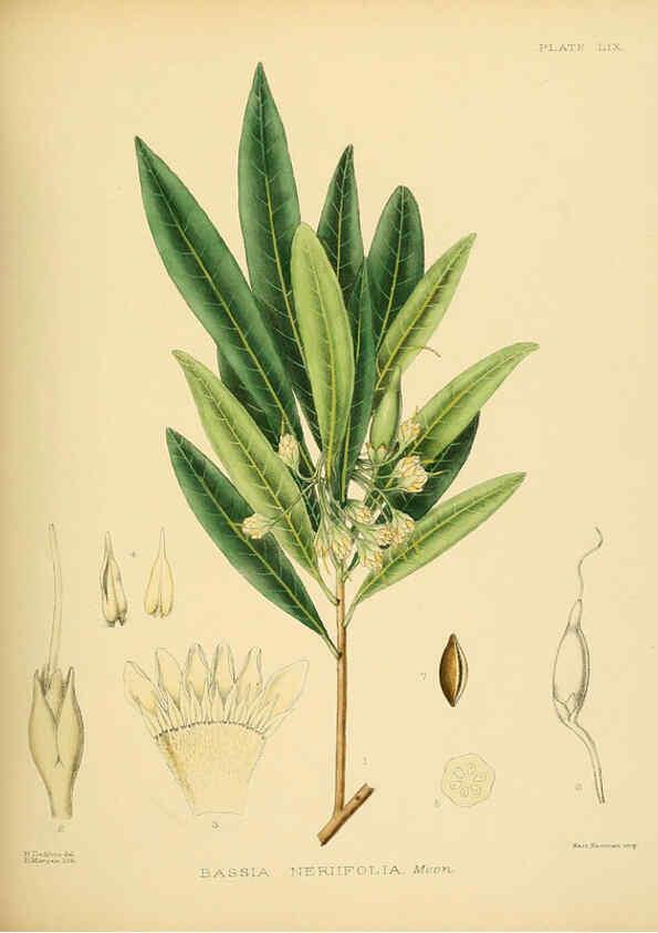 Reproducción/Reproduction 6430652629: A hand-book to the flora of Ceylon. atlas. London :Dulau,1893-1931