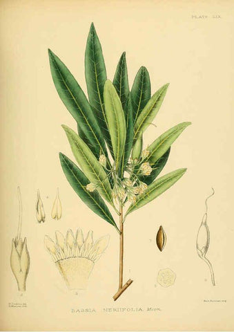 Reproducción/Reproduction 6430652629: A hand-book to the flora of Ceylon. atlas. London :Dulau,1893-1931