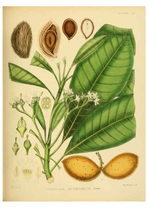 Reproducción/Reproduction 6430652943: A hand-book to the flora of Ceylon. atlas. London :Dulau,1893-1931