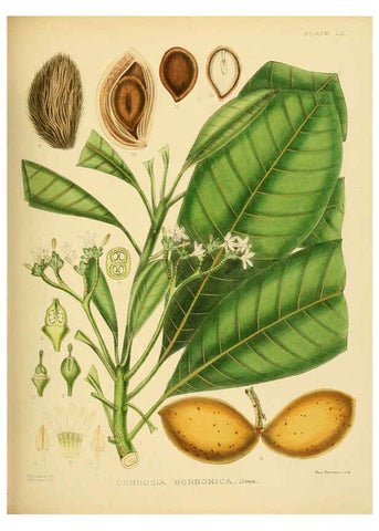 Reproducción/Reproduction 6430652943: A hand-book to the flora of Ceylon. atlas. London :Dulau,1893-1931