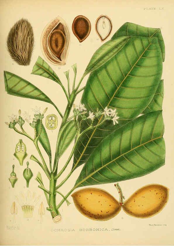 Reproducción/Reproduction 6430652943: A hand-book to the flora of Ceylon. atlas. London :Dulau,1893-1931