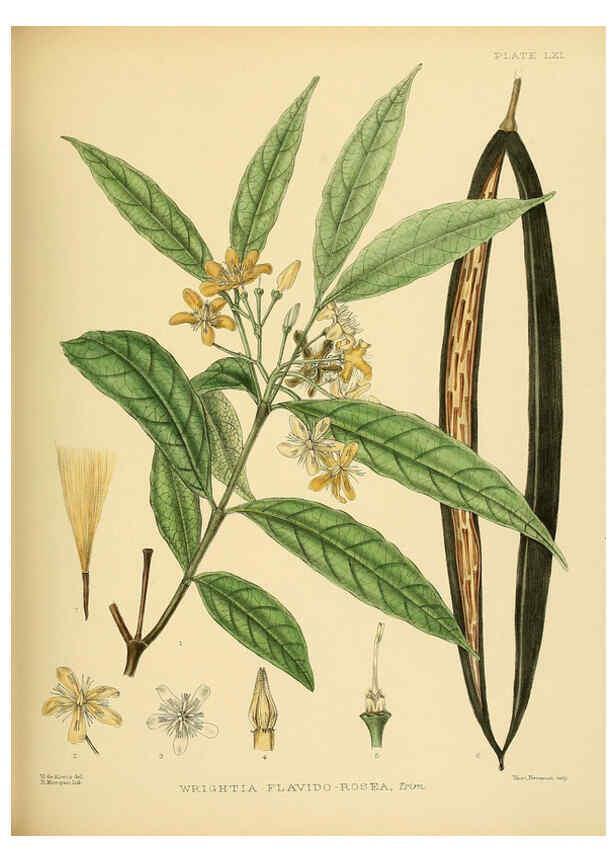 Reproducción/Reproduction 6430653385: A hand-book to the flora of Ceylon. atlas. London :Dulau,1893-1931