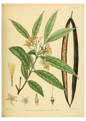 Reproducción/Reproduction 6430653385: A hand-book to the flora of Ceylon. atlas. London :Dulau,1893-1931