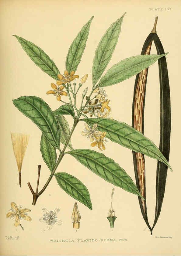 Reproducción/Reproduction 6430653385: A hand-book to the flora of Ceylon. atlas. London :Dulau,1893-1931