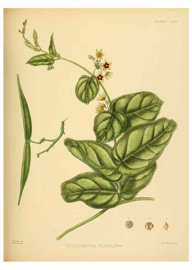 Reproducción/Reproduction 6430653683: A hand-book to the flora of Ceylon. atlas. London :Dulau,1893-1931