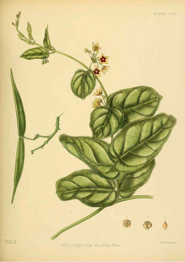 Reproducción/Reproduction 6430653683: A hand-book to the flora of Ceylon. atlas. London :Dulau,1893-1931