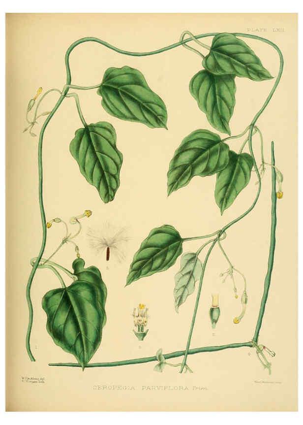 Reproducción/Reproduction 6430654163: A hand-book to the flora of Ceylon. atlas. London :Dulau,1893-1931
