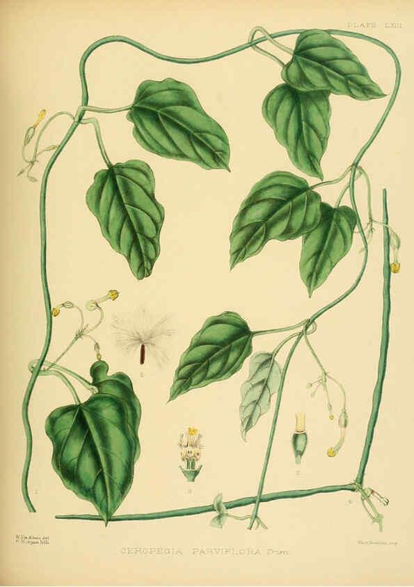 Reproducción/Reproduction 6430654163: A hand-book to the flora of Ceylon. atlas. London :Dulau,1893-1931