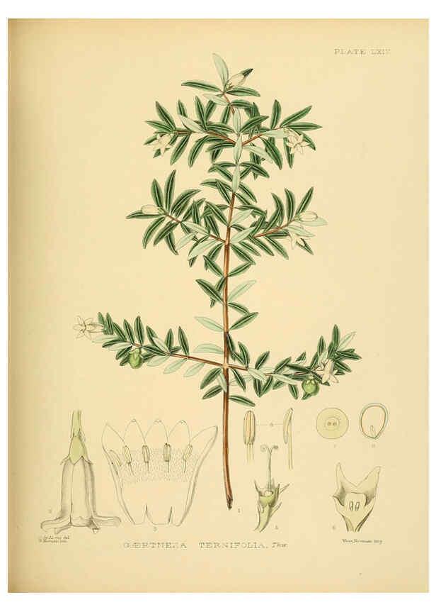 Reproducción/Reproduction 6430654497: A hand-book to the flora of Ceylon. atlas. London :Dulau,1893-1931