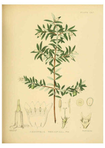 Reproducción/Reproduction 6430654497: A hand-book to the flora of Ceylon. atlas. London :Dulau,1893-1931