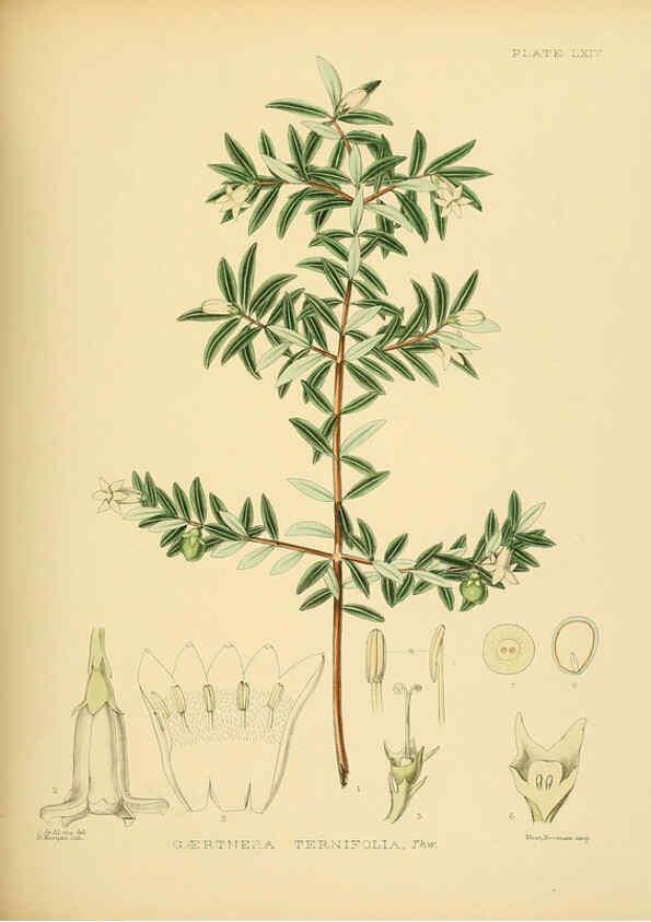 Reproducción/Reproduction 6430654497: A hand-book to the flora of Ceylon. atlas. London :Dulau,1893-1931