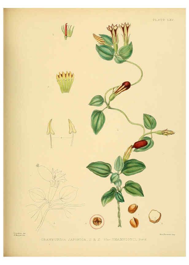 Reproducción/Reproduction 6430654803: A hand-book to the flora of Ceylon. atlas. London :Dulau,1893-1931