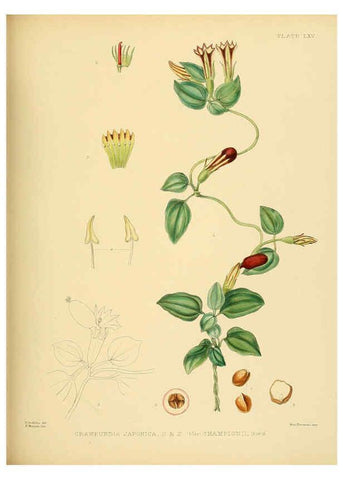 Reproducción/Reproduction 6430654803: A hand-book to the flora of Ceylon. atlas. London :Dulau,1893-1931