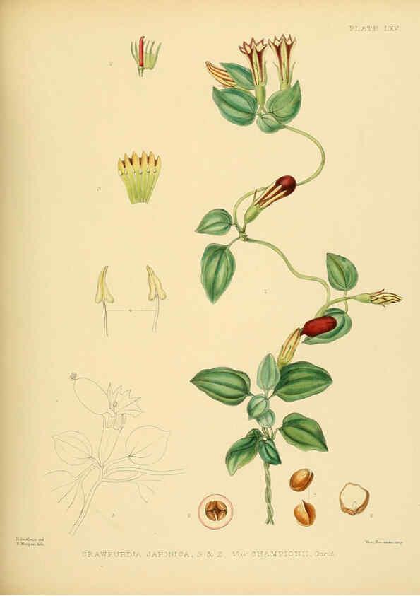 Reproducción/Reproduction 6430654803: A hand-book to the flora of Ceylon. atlas. London :Dulau,1893-1931