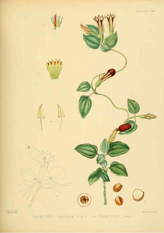 Reproducción/Reproduction 6430654803: A hand-book to the flora of Ceylon. atlas. London :Dulau,1893-1931