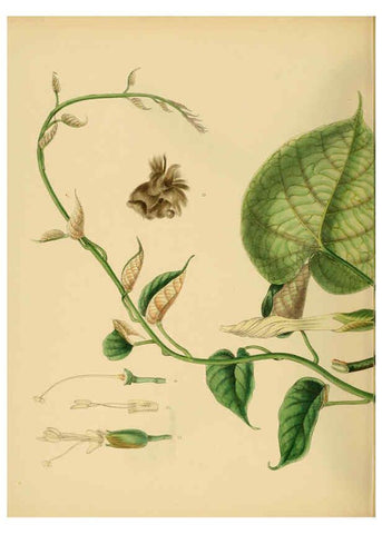 Reproducción/Reproduction 6430655133: A hand-book to the flora of Ceylon. atlas. London :Dulau,1893-1931